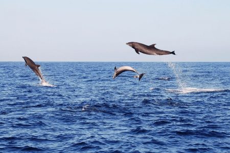 Delphinschwimmen Hurghada