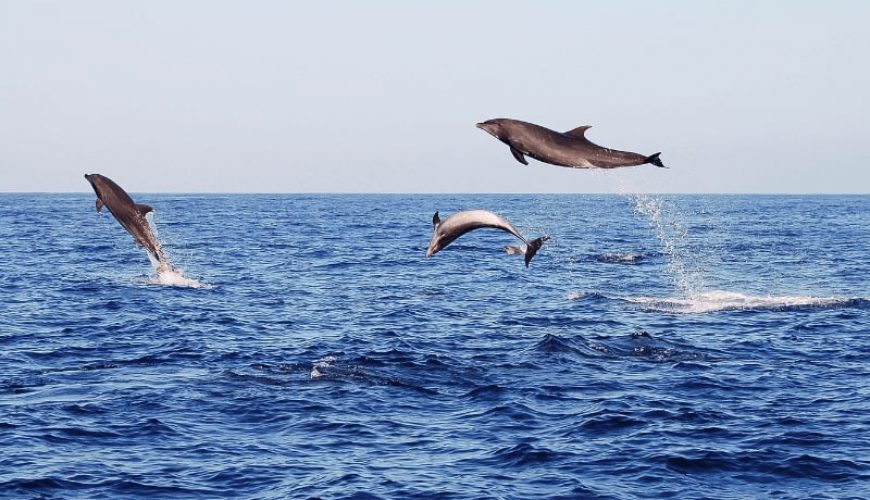 Delphinschwimmen Hurghada