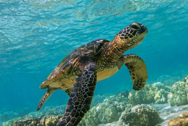 Abu Dabbab Schildkröten Dugong Seekuh Ausflug von Hurghada