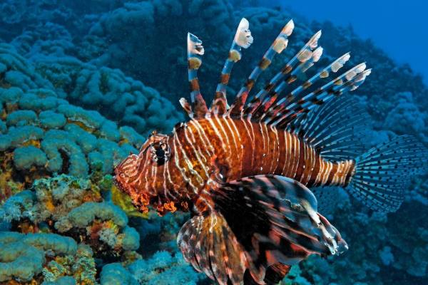 Delfinschwimmen Hurghada Delfin Tour & Schnorcheln